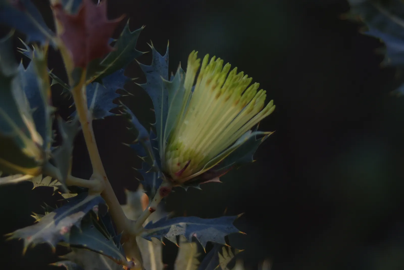 Banksia (Banksia Cvs.) — is an iconic feature of the Australian flora; and are a source of nectar for wildlife