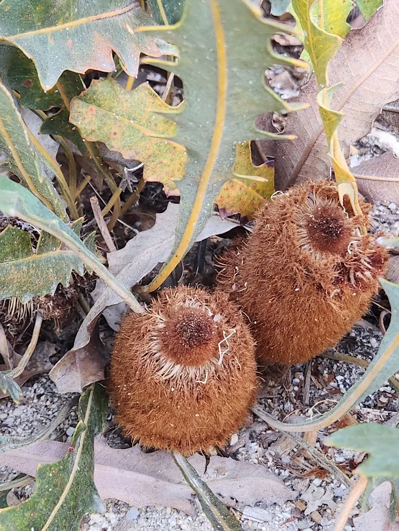 Banksia (Banksia Cvs.) — shrub for full