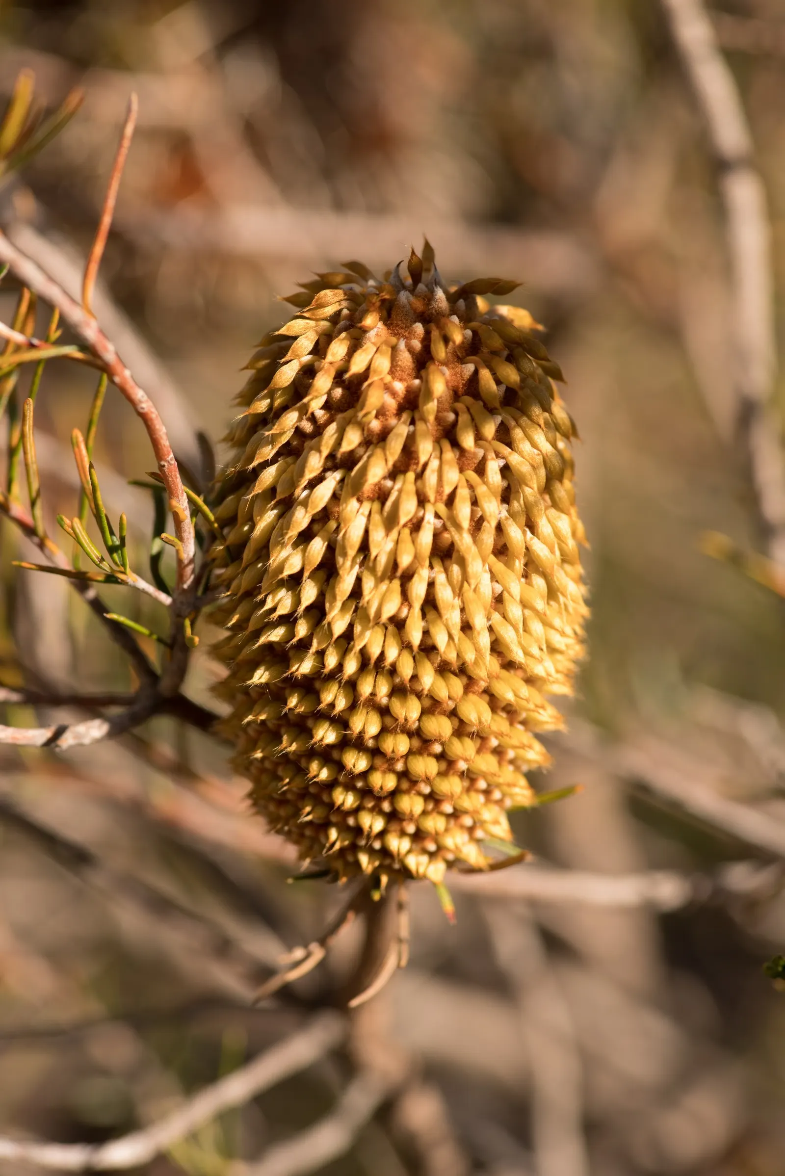 Banksia (Banksia Cvs.) — red and yellow flowers in the garden; is an iconic feature of the Australian flora, image 73