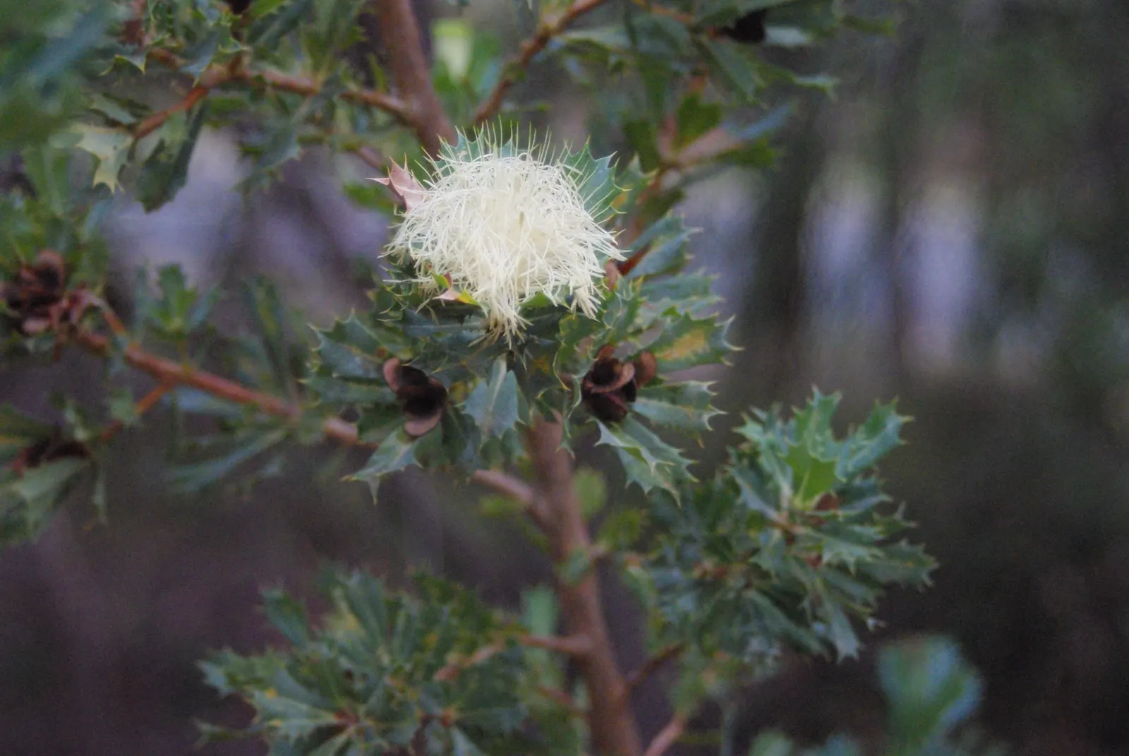 Banksia (Banksia Cvs.) — reflecting the Banksia's high drought tolerance; depending on the species and cultivar, image 71