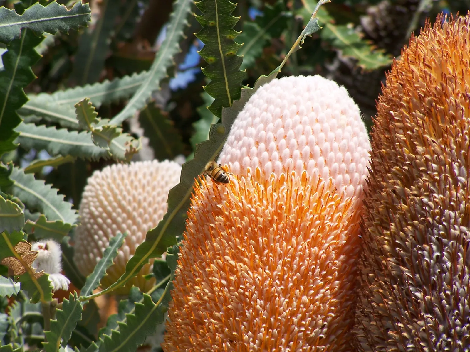 Banksia (Banksia Cvs.) — and are a source of nectar for wildlife; to towering trees that reach up to 30 feet tall and wide