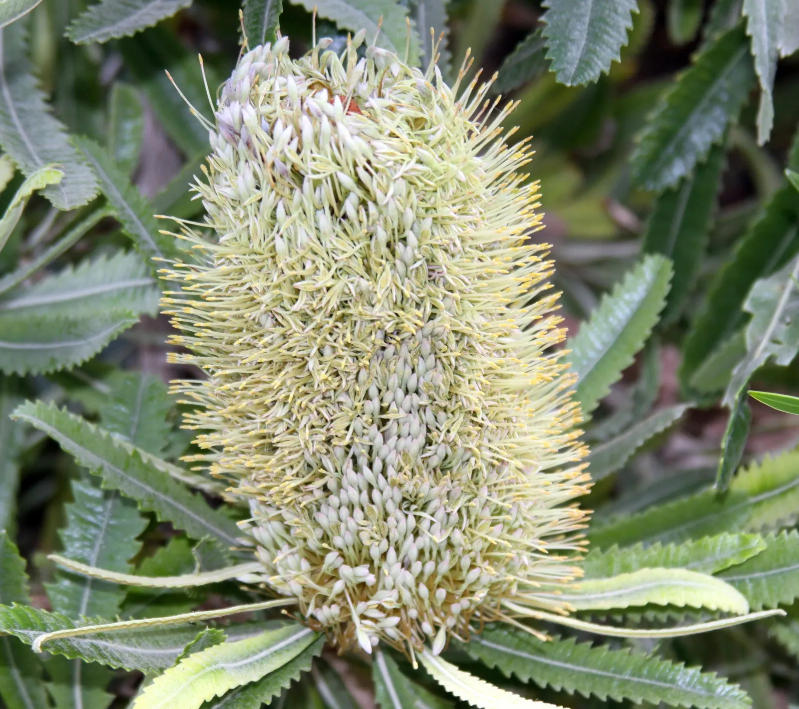Banksia (Banksia Cvs.) — This diverse plant includes many varieties