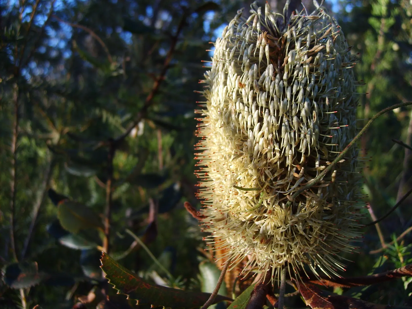 Banksia (Banksia Cvs.) — revered for its distinctive inflorescences and unique adaptations to its native environment