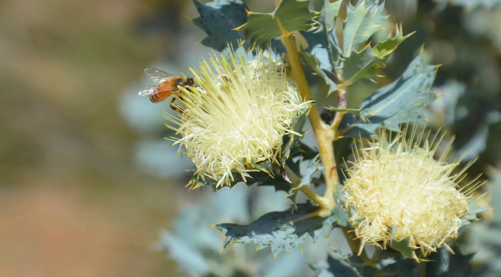 Banksia (Banksia Cvs.) — is an iconic feature of the Australian flora