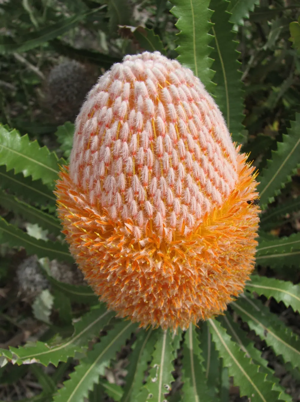 Banksia (Banksia Cvs.) — Banksias demand minimal maintenance and offer year-round interest through unique foliage and blooms