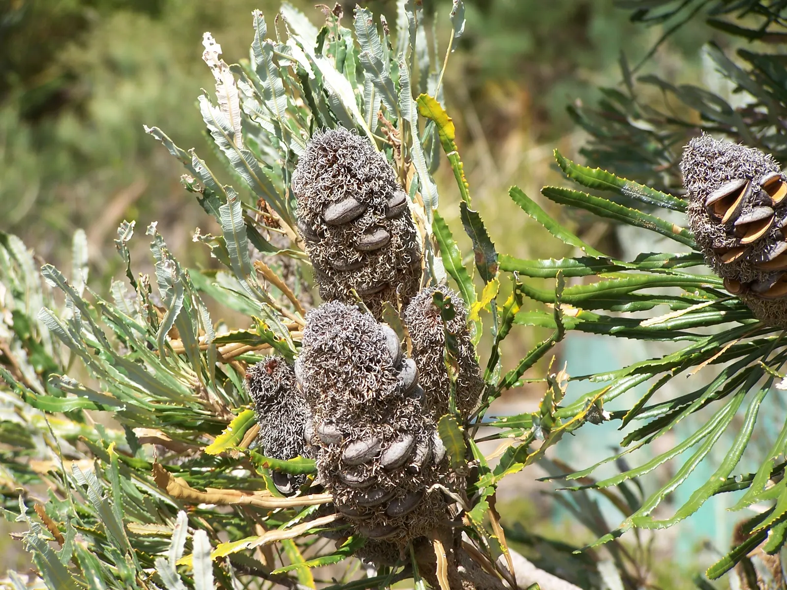 Banksia (Banksia Cvs.) — decreasing as the plant establishes