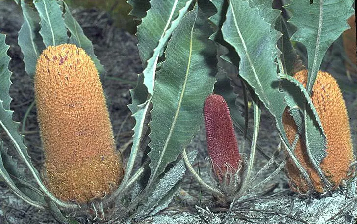 Banksia (Banksia Cvs.) — showcasing a remarkable resilience to poor soil conditions; banksias demand minimal maintenance and offer year-round, image 62