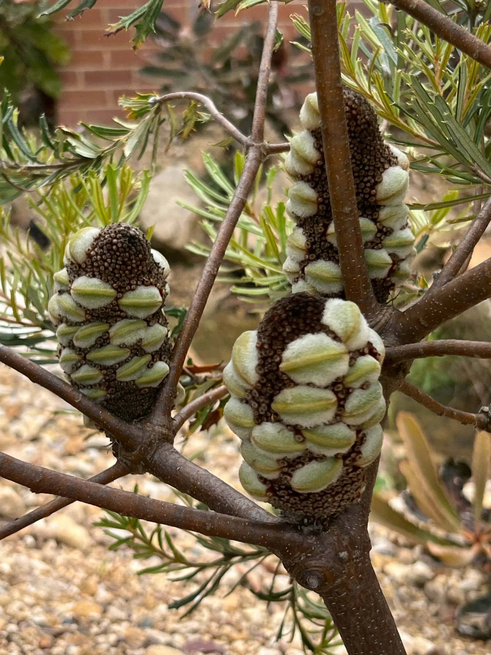 Banksia (Banksia Cvs.) — showcasing a remarkable resilience to poor soil conditions