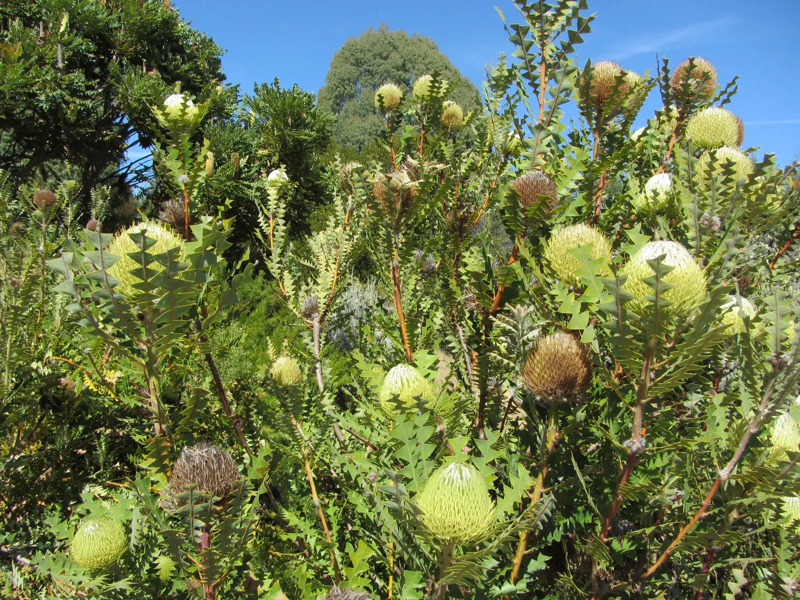 Banksia (Banksia Cvs.) — thriving in well-drained soils and full sun