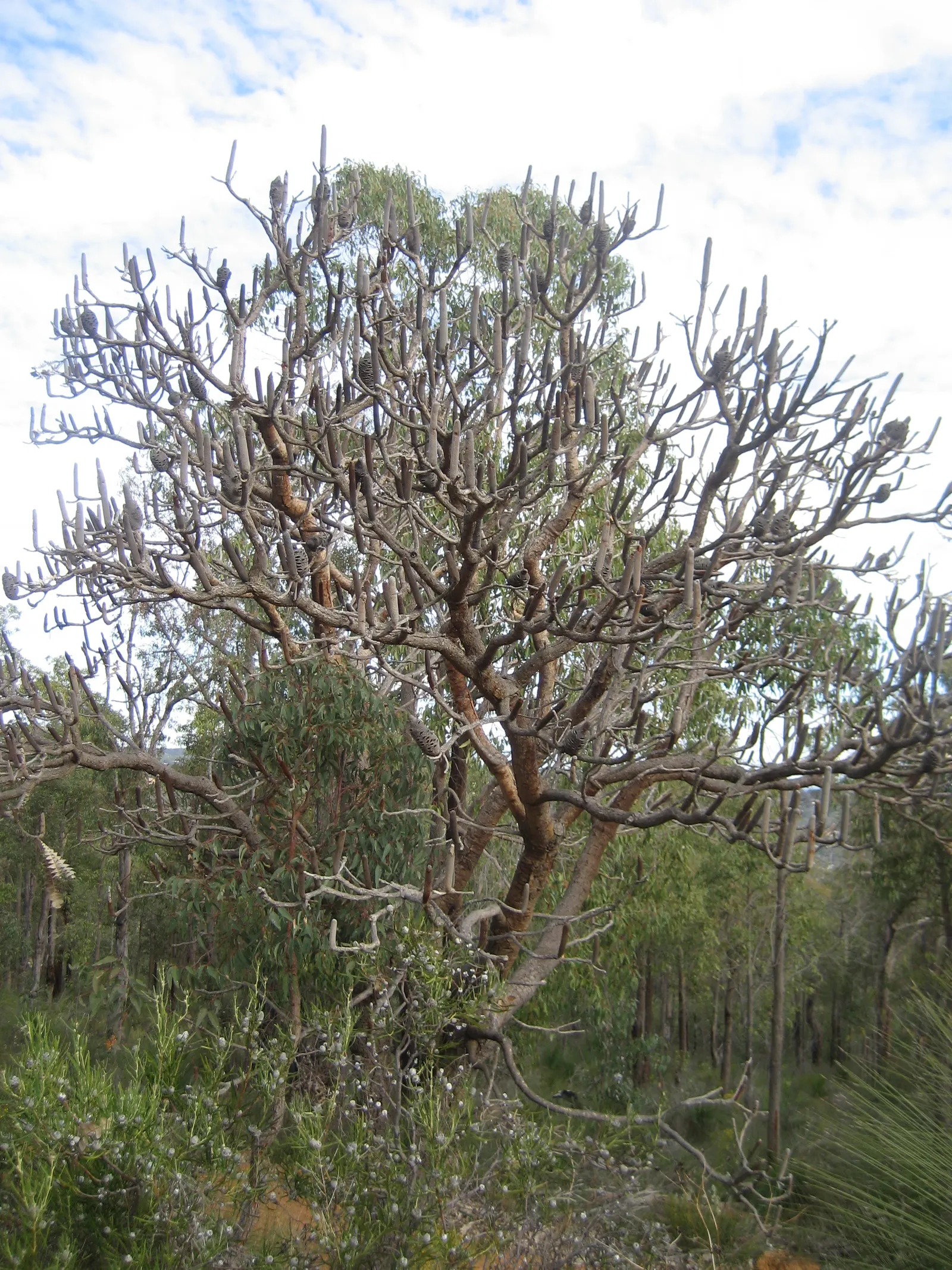 Banksia (Banksia Cvs.) — paired with a need for only occasional pruning to remove spent flower spikes and old growth