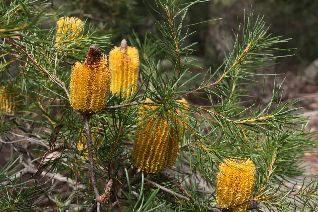 Banksia (Banksia Cvs.) — depending on the species and cultivar; thriving in well-drained soils and full sun, image 69