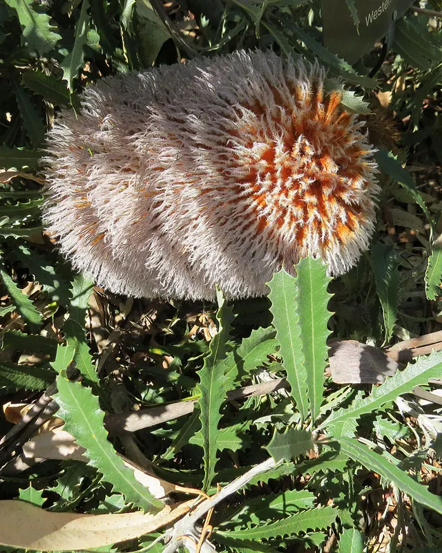 Banksia (Banksia Cvs.) — bloom predominantly from late summer to early winter