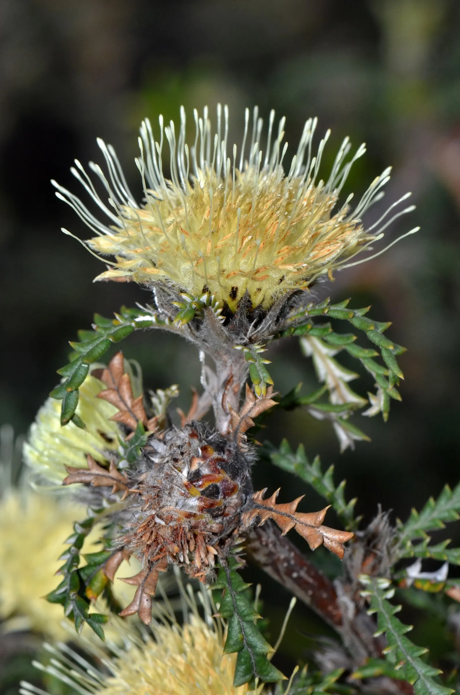 Banksia (Banksia Cvs.) — depending on the species and cultivar