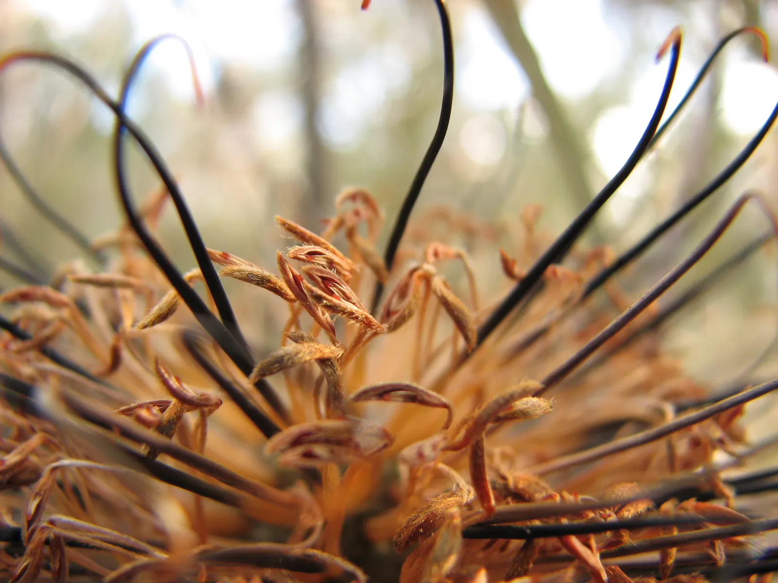 Banksia (Banksia Cvs.) — decreasing as the plant establishes; showcasing a remarkable resilience to poor soil conditions, image 70