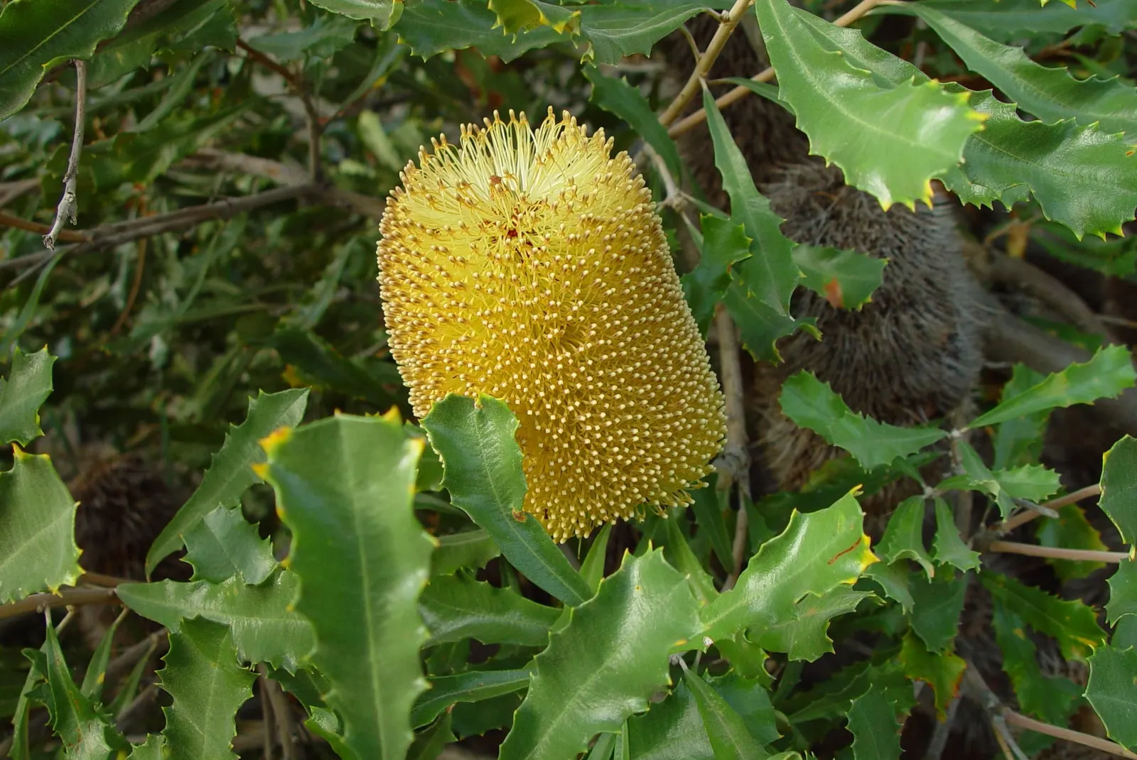 Banksia (Banksia Cvs.) — These resilient plants vary in size from small shrubs to trees up to 98 feet tall; shrub for full, image 54