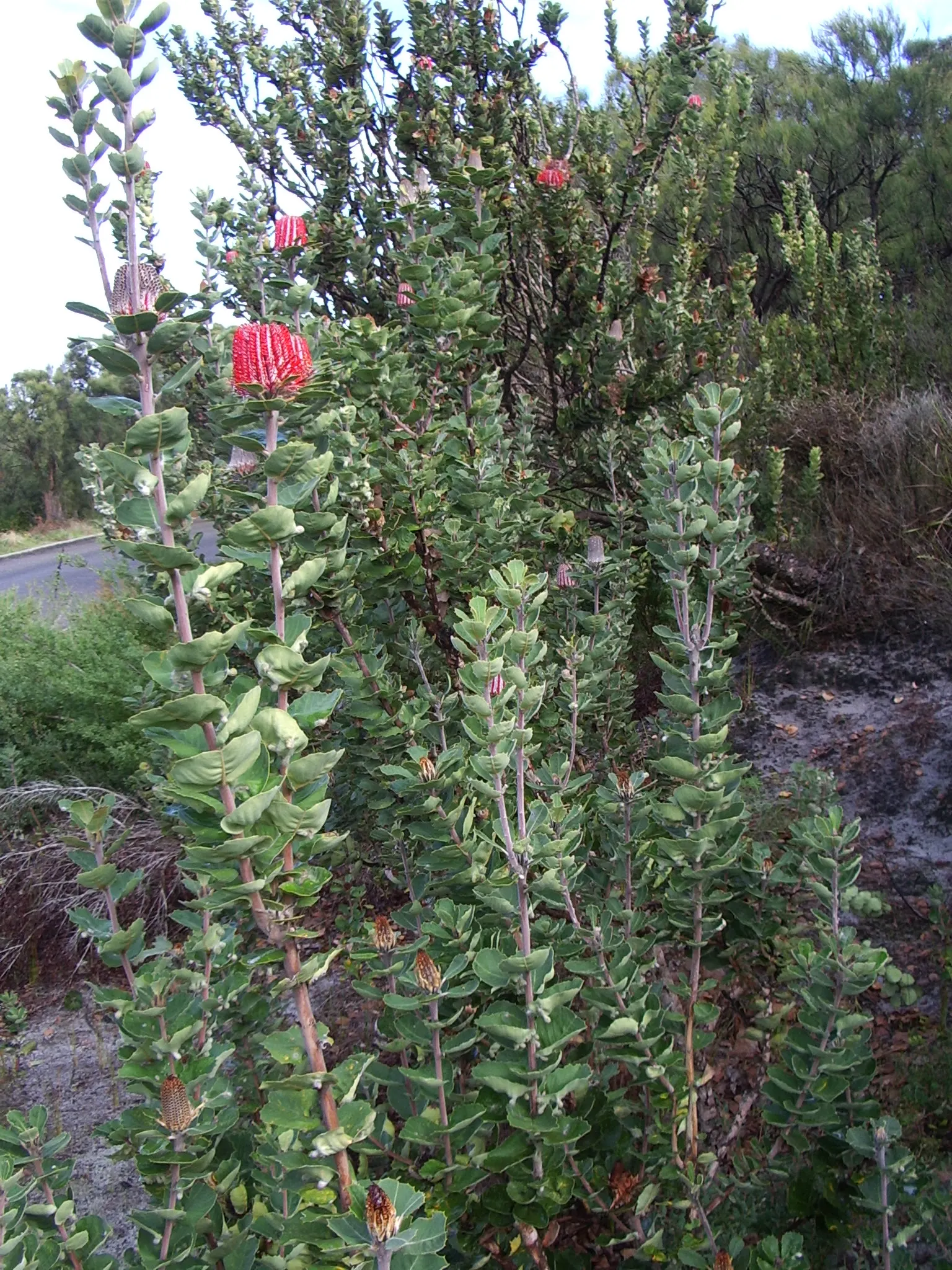 Banksia (Banksia Cvs.) — thriving in well-drained soils and full sun; belonging to the genus named after the famous botanist Sir Joseph Banks