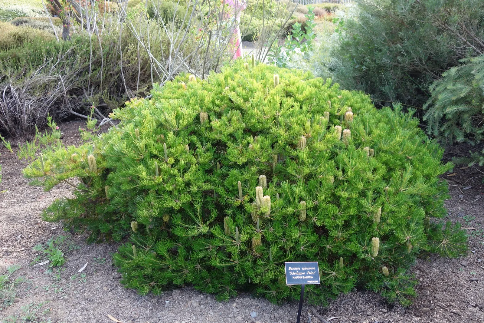 Banksia (Banksia Cvs.) — brush-like flower spikes with varied colors
