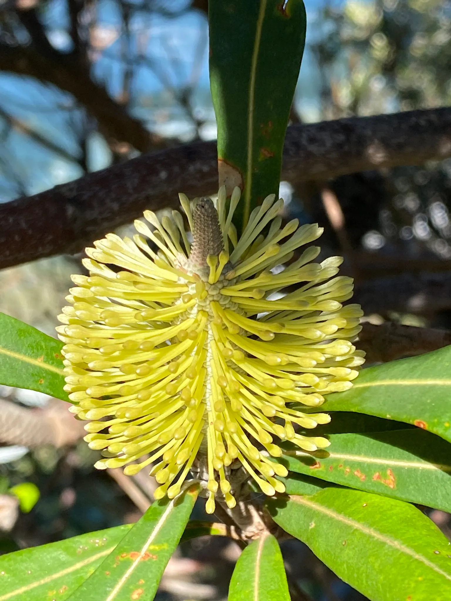 Banksia (Banksia Cvs.) — to towering trees that reach up to 30 feet tall and wide; red and yellow flowers in the garden