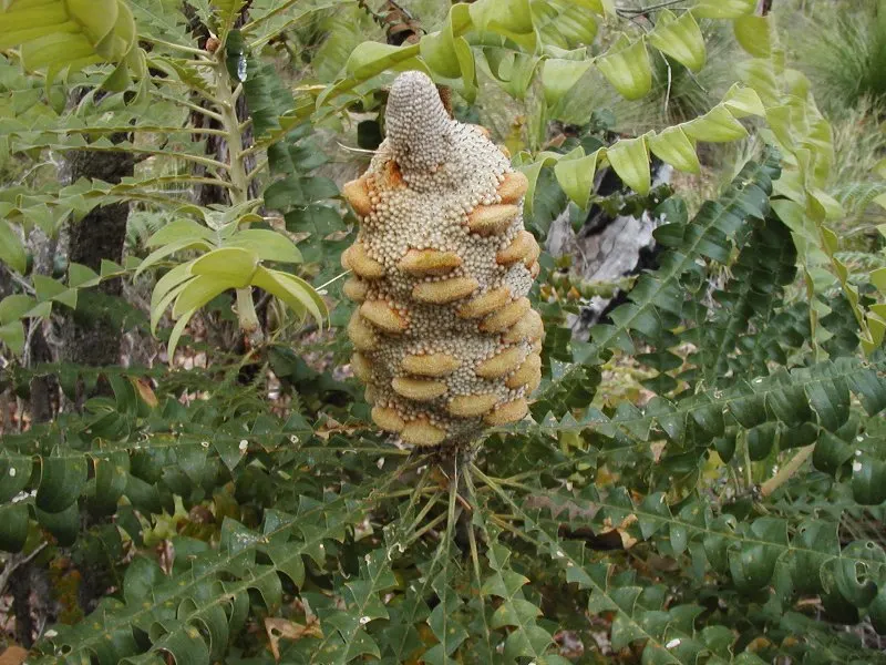 Banksia (Banksia Cvs.) — red and yellow flowers in the garden; is an iconic feature of the Australian flora