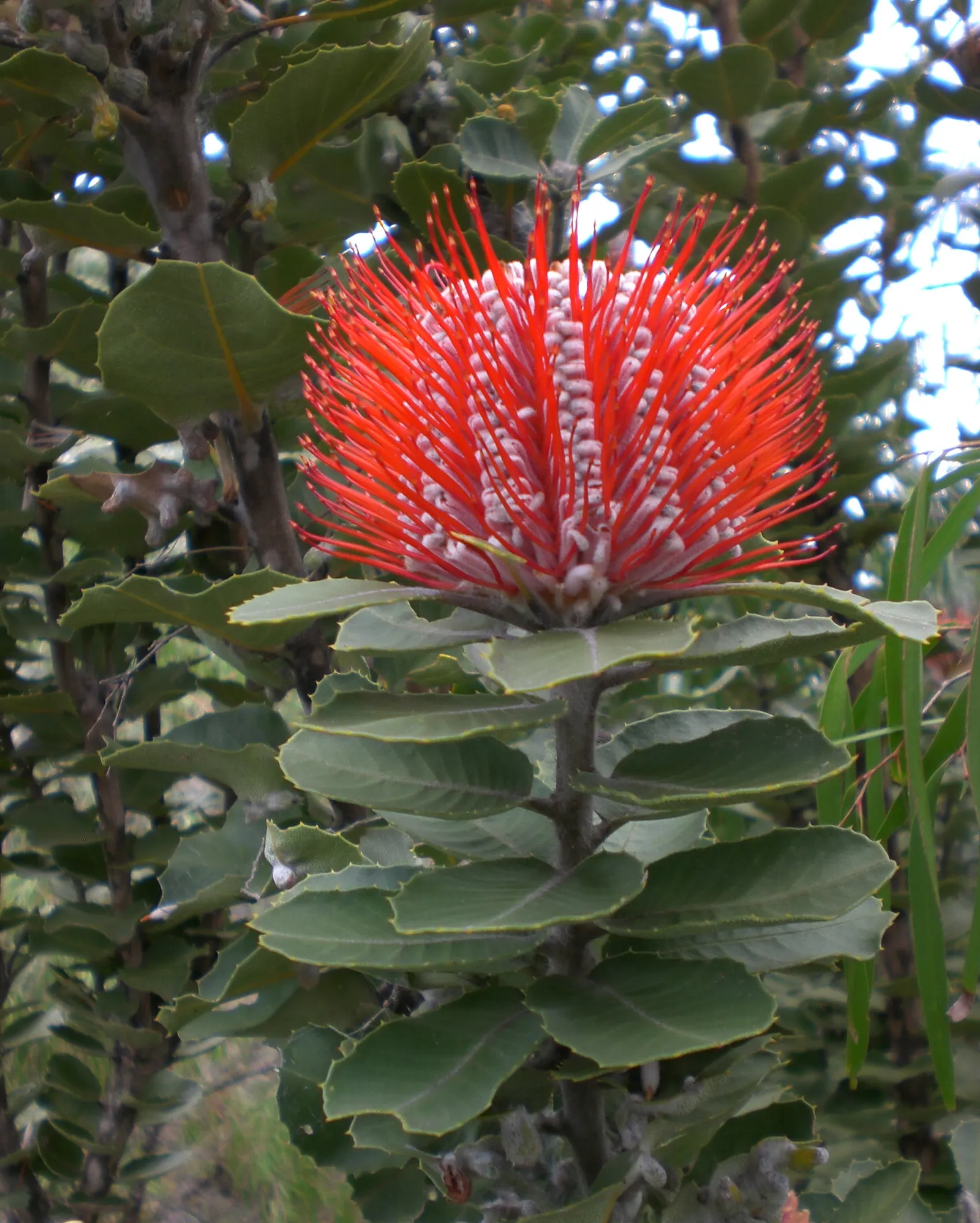 Banksia (Banksia Cvs.) — depending on the species and cultivar; thriving in well-drained soils and full sun