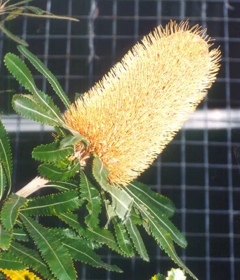 Banksia (Banksia Cvs.) — revered for its distinctive inflorescences and unique adaptations to its native environment; this diverse plant includes, image 59