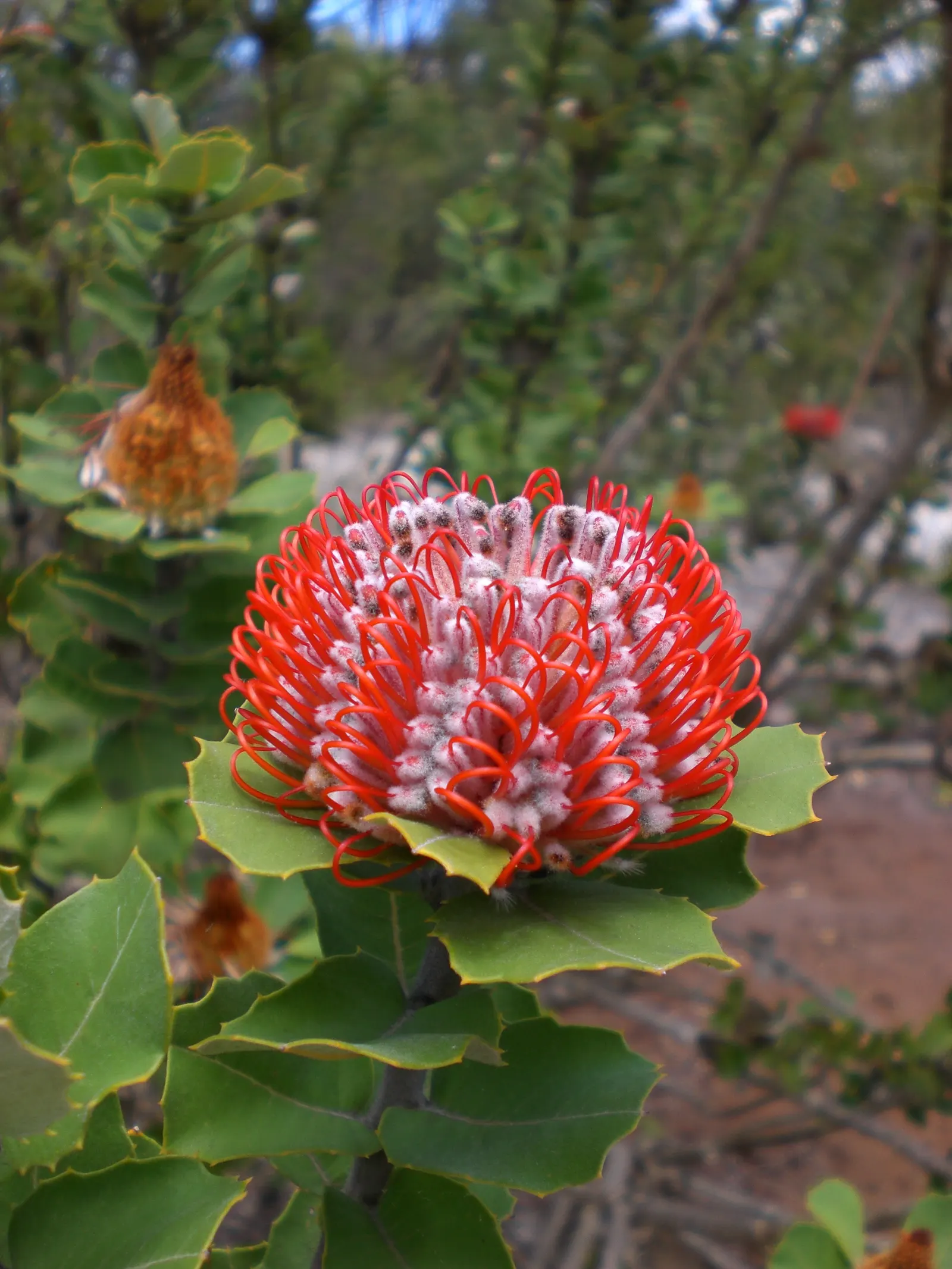 Banksia (Banksia Cvs.) — which can range in color from a deep; decreasing as the plant establishes