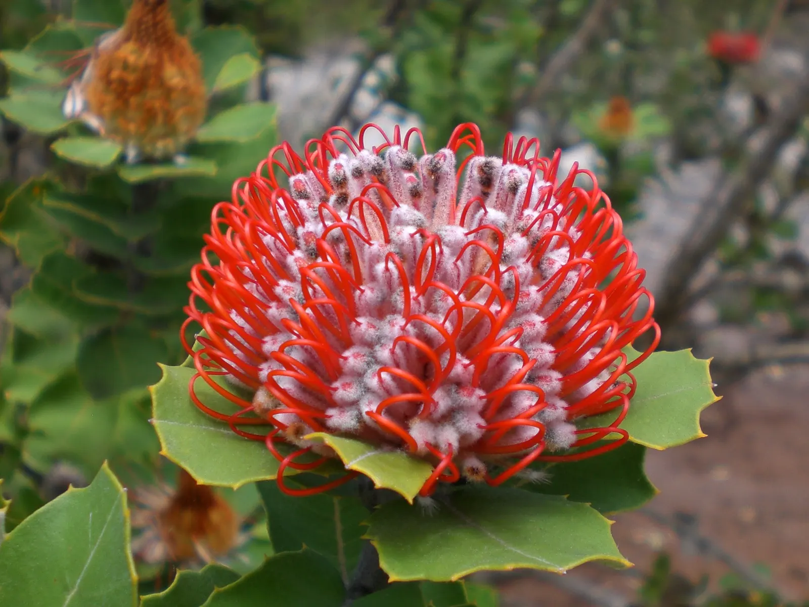 Banksia (Banksia Cvs.) — These resilient plants vary in size from small shrubs to trees up to 98 feet tall; shrub for full