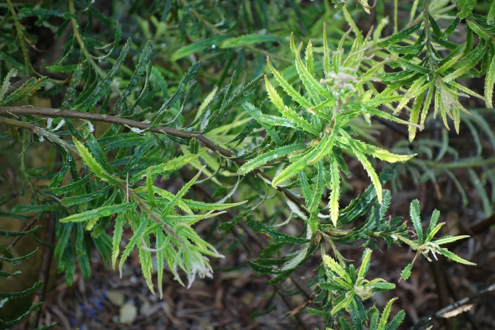 Banksia (Banksia Cvs.) — the Banksia thrives in well-drained soils with full sun exposure; shrub with red and yellow blooms, image 61