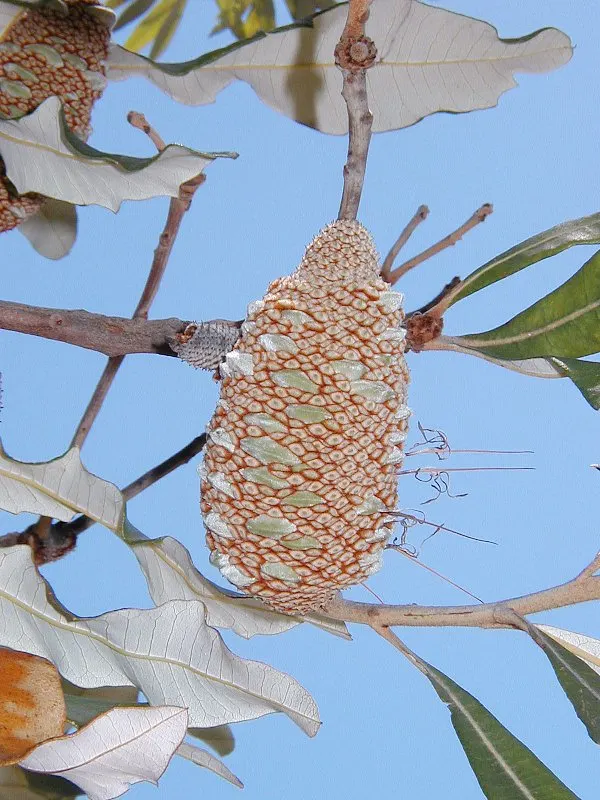 Banksia (Banksia Cvs.) — bloom predominantly from late summer to early winter; brush-like flower spikes with varied colors