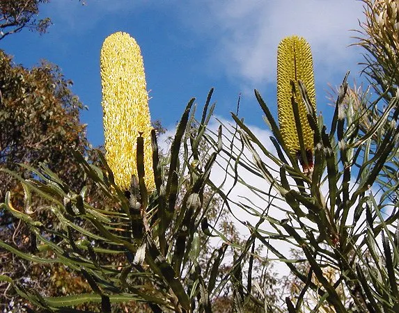 Banksia (Banksia Cvs.) — Its striking flower spikes, image 63