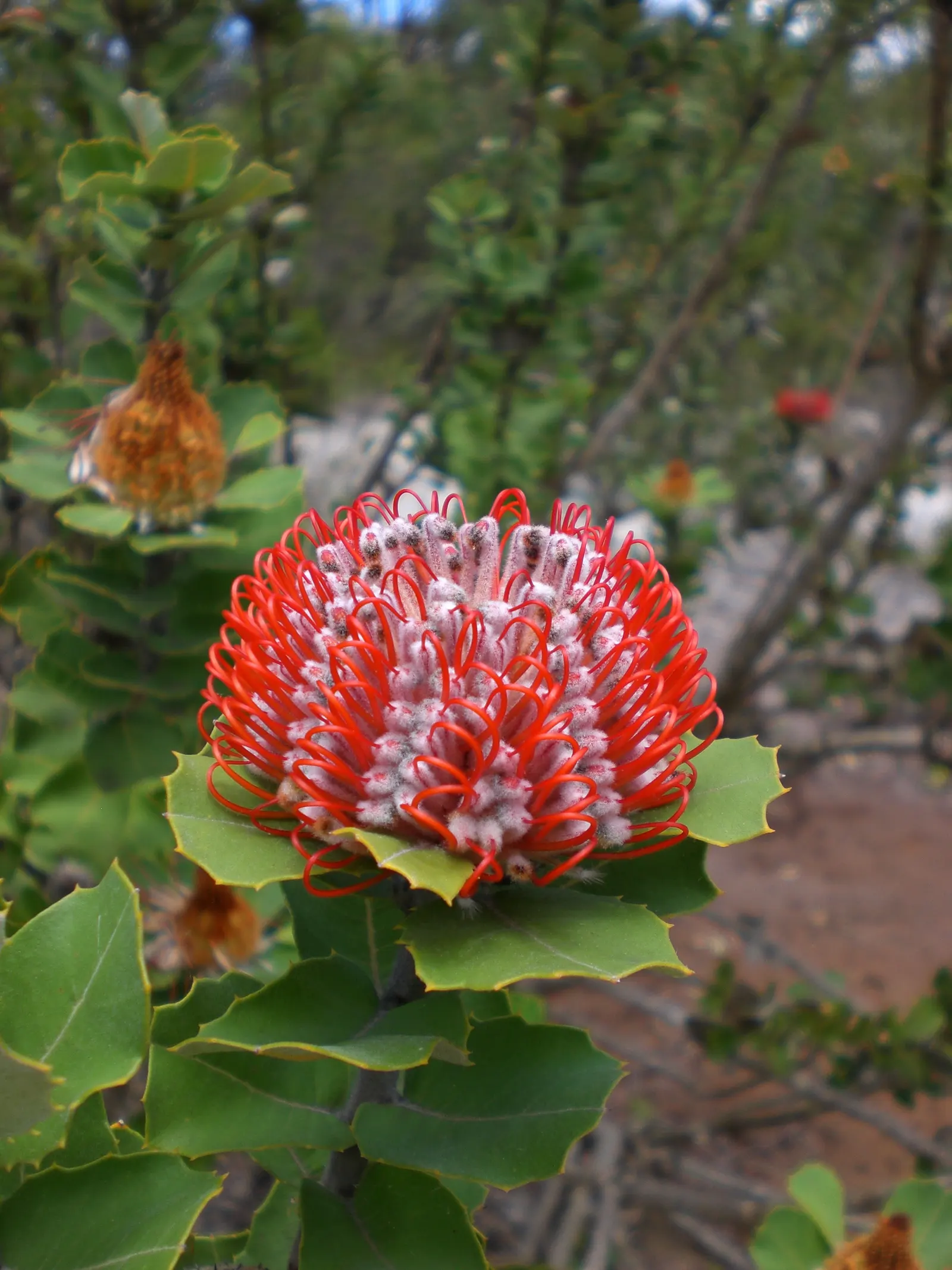 Banksia (Banksia Cvs.) — Its striking flower spikes, image 38