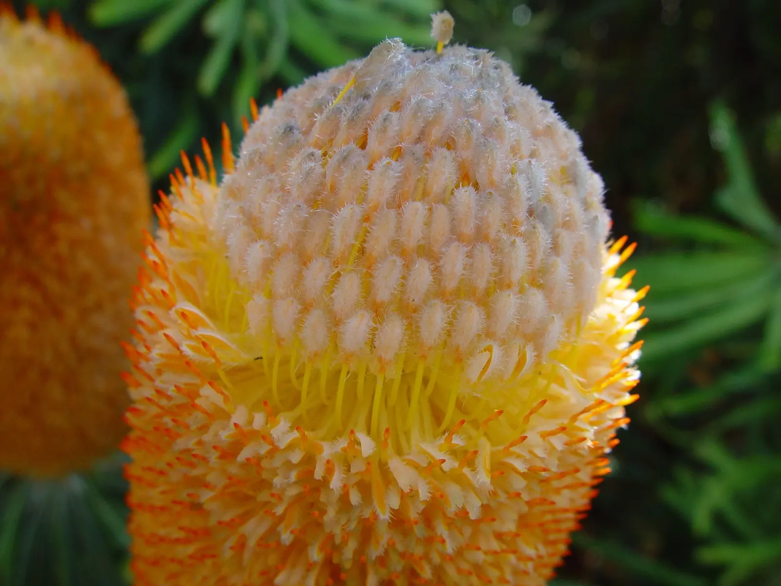 Banksia (Banksia Cvs.) — This diverse plant includes many varieties; from low-growing shrubs of approximately 3 feet in height and spread
