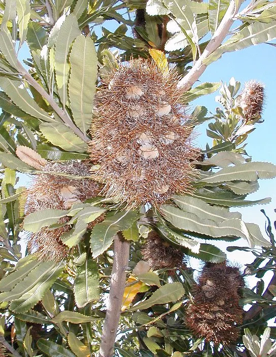 Banksia (Banksia Cvs.) — paired with a need for only occasional pruning to remove spent flower spikes and old growth; banksias (Banksia cvs.) are striking