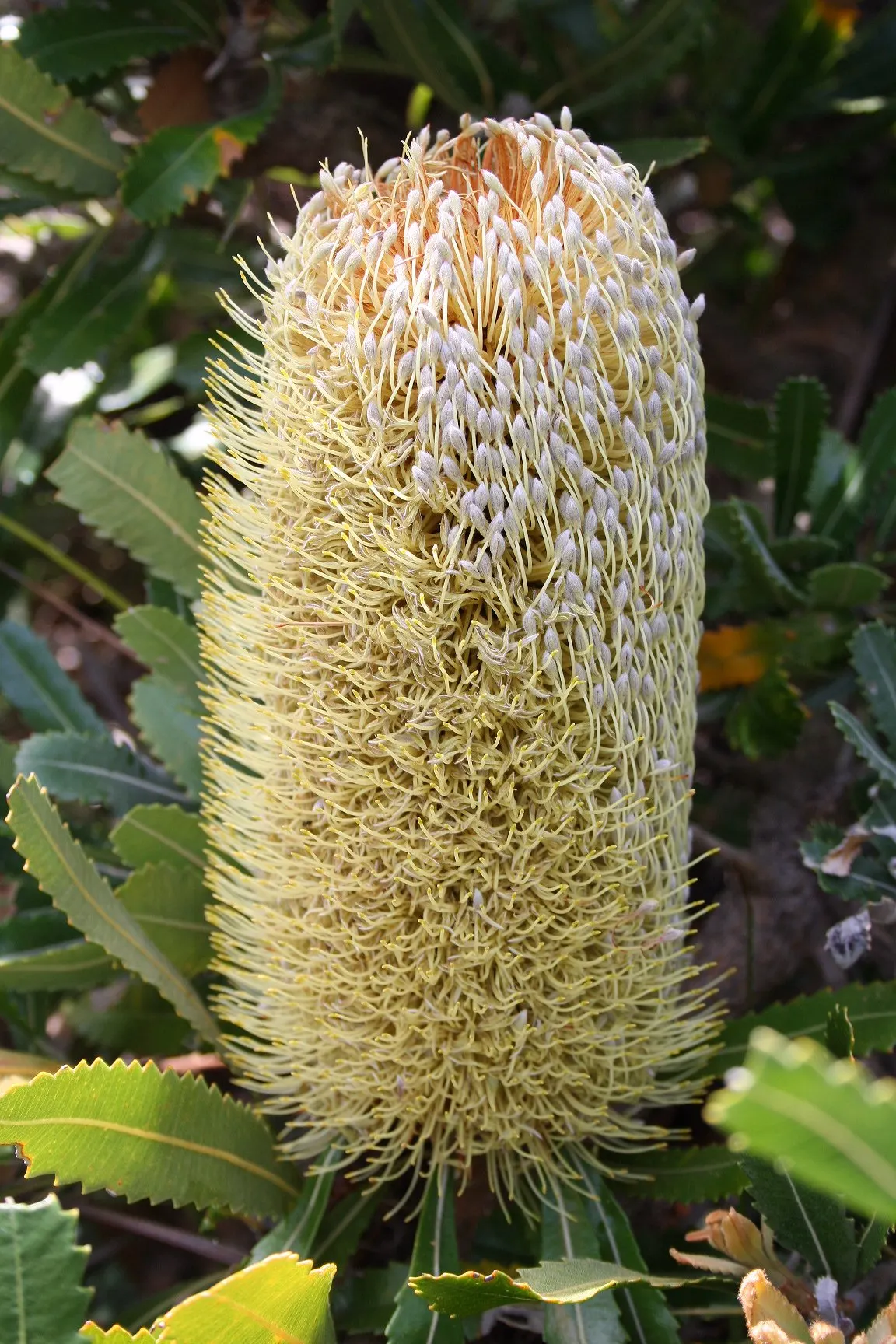 Banksia (Banksia Cvs.) — and are a source of nectar for wildlife; to towering trees that reach up to 30 feet tall and wide, image 53