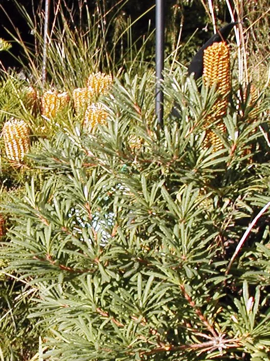 Banksia (Banksia Cvs.) — shrub with red and yellow blooms; bloom predominantly from late summer to early winter