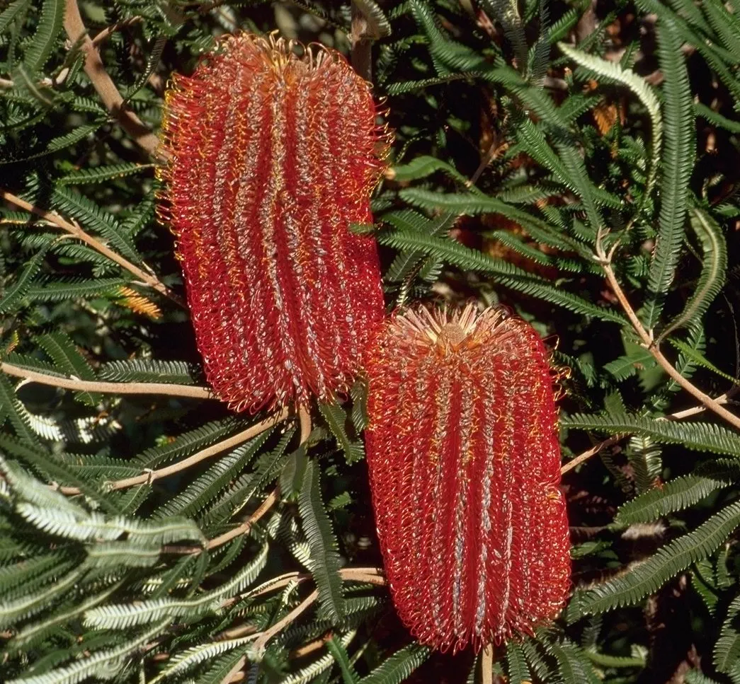 Banksia (Banksia Cvs.) — brush-like flower spikes with varied colors; the Banksia thrives in well-drained soils with full sun exposure, image 52