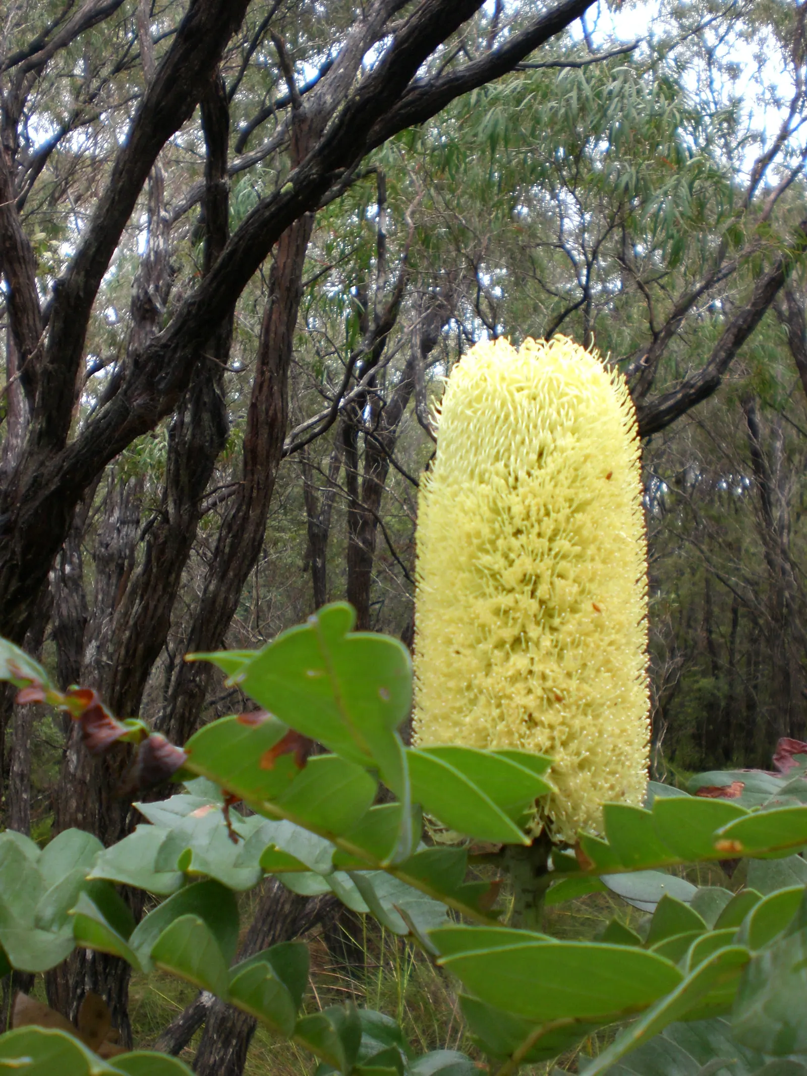 Banksia (Banksia Cvs.) — is an iconic feature of the Australian flora; and are a source of nectar for wildlife, image 58