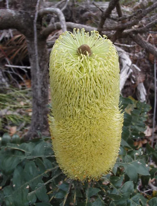 Banksia (Banksia Cvs.) — belonging to the genus named after the famous botanist Sir Joseph Banks; reflecting the Banksia's high drought tolerance, image 57