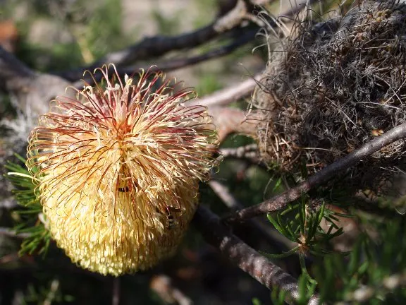 Banksia (Banksia Cvs.) — showcasing a remarkable resilience to poor soil conditions; banksias demand minimal maintenance and offer year-round interest through