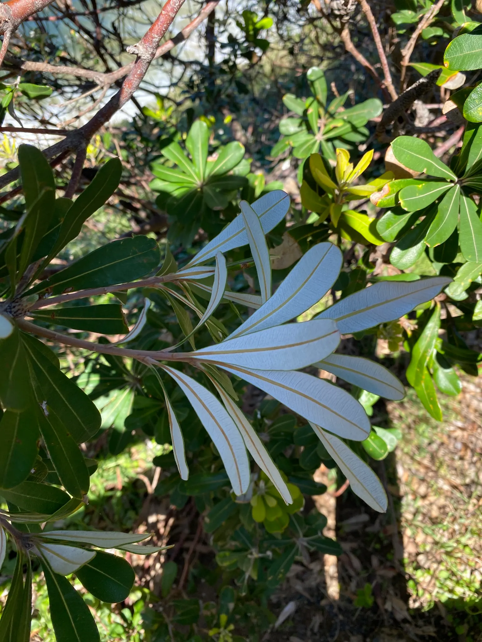 Banksia (Banksia Cvs.) — from low-growing shrubs of approximately 3 feet in height and spread; particularly nectar-feeding birds.<br><br>Mature Banksia plants