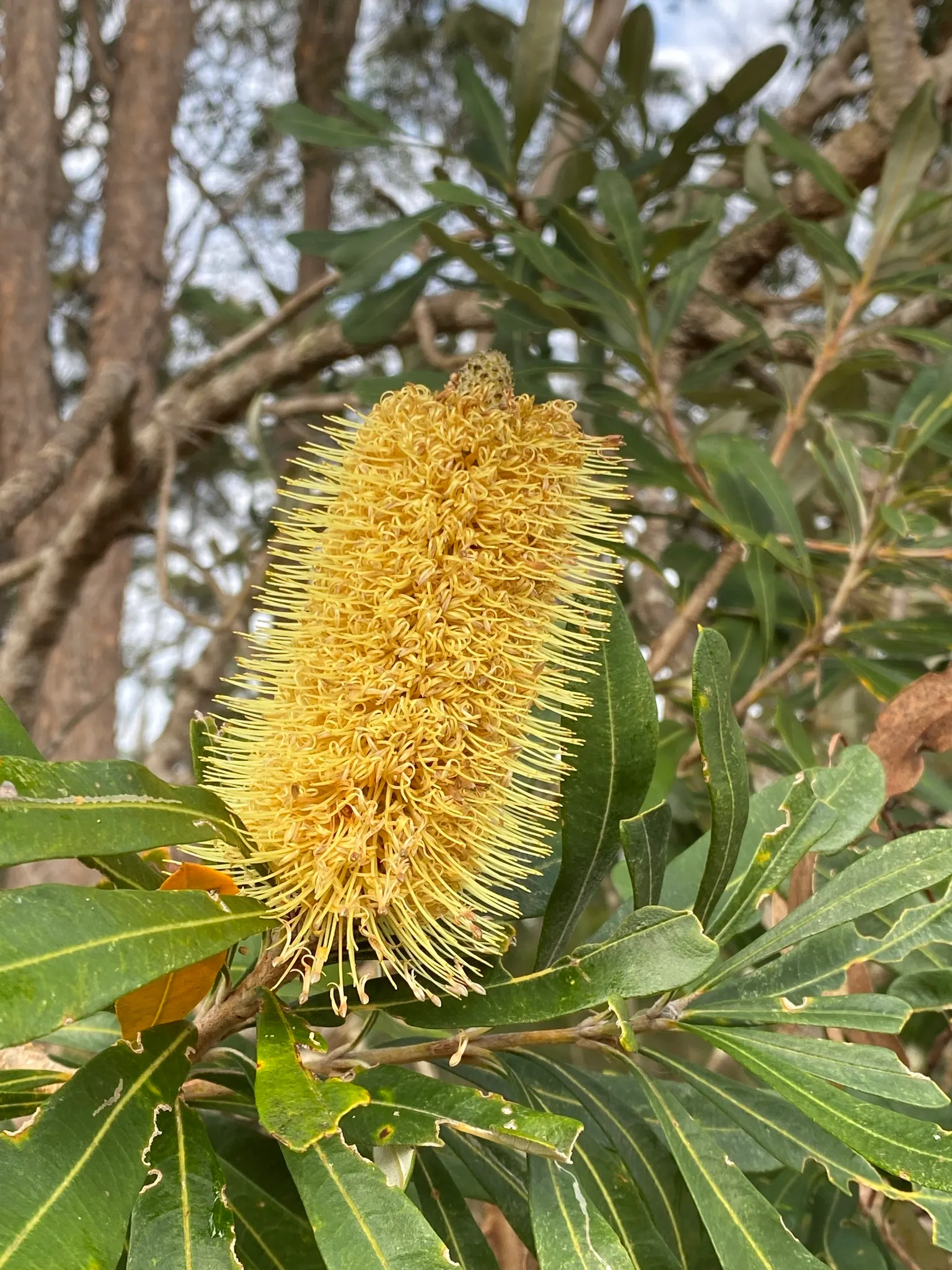 Banksia (Banksia Cvs.) — the Banksia thrives in well-drained soils with full sun exposure; shrub with red and yellow blooms