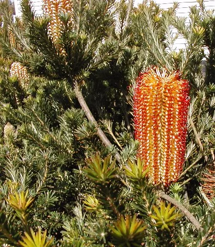 Banksia (Banksia Cvs.) — which can range in color from a deep; decreasing as the plant establishes, image 64