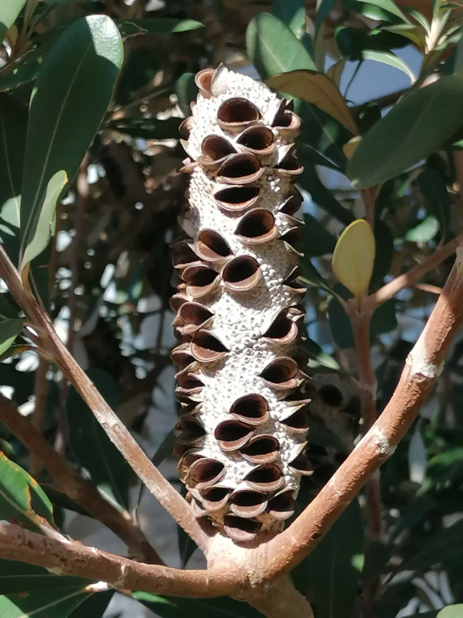 Banksia (Banksia Cvs.) — revered for its distinctive inflorescences and unique adaptations to its native environment; this diverse plant includes many varieties