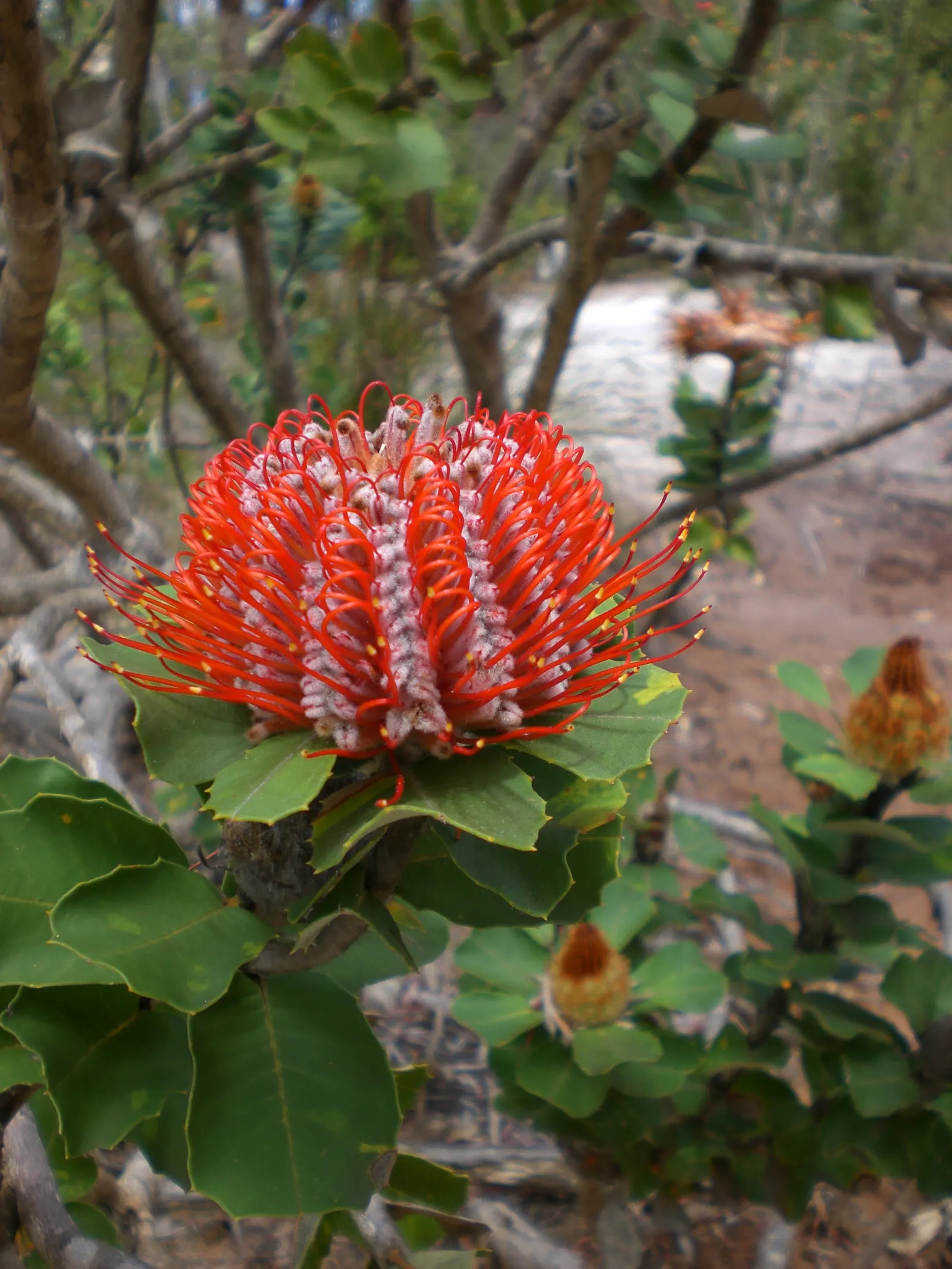 Banksia (Banksia Cvs.) — reflecting the Banksia's high drought tolerance; depending on the species and cultivar