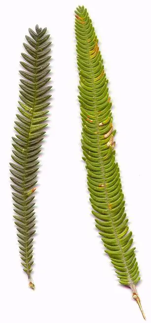 Banksia (Banksia Cvs.) — decreasing as the plant establishes; showcasing a remarkable resilience to poor soil conditions