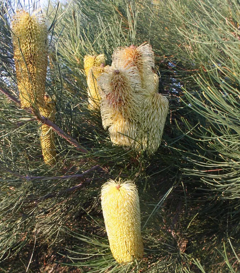 Banksia (Banksia Cvs.) — Banksias demand minimal maintenance and offer year-round interest through unique foliage and blooms; which can range in, image 56