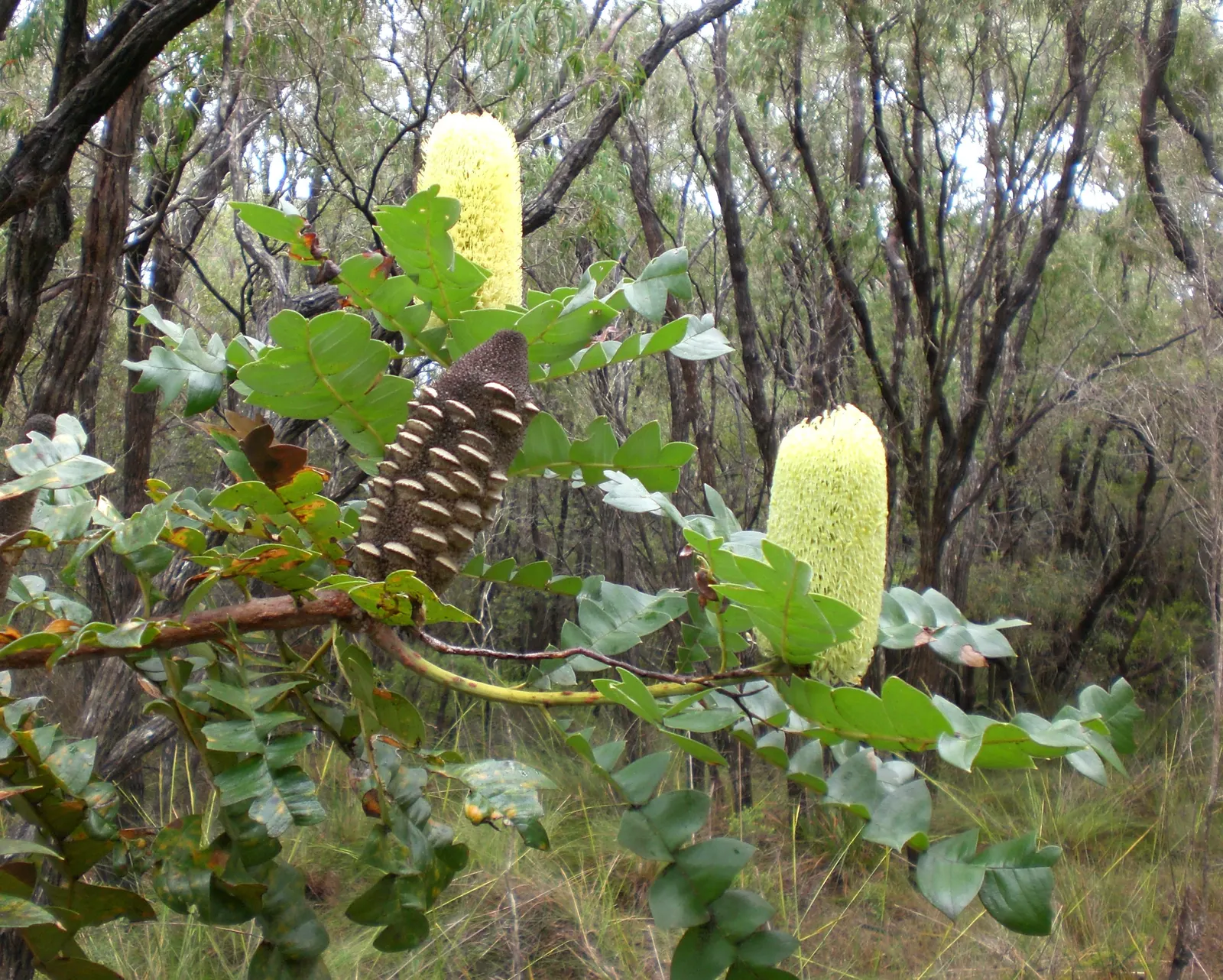 Banksia (Banksia Cvs.) — shrub for full; paired with a need for only occasional pruning to remove spent flower spikes and old growth