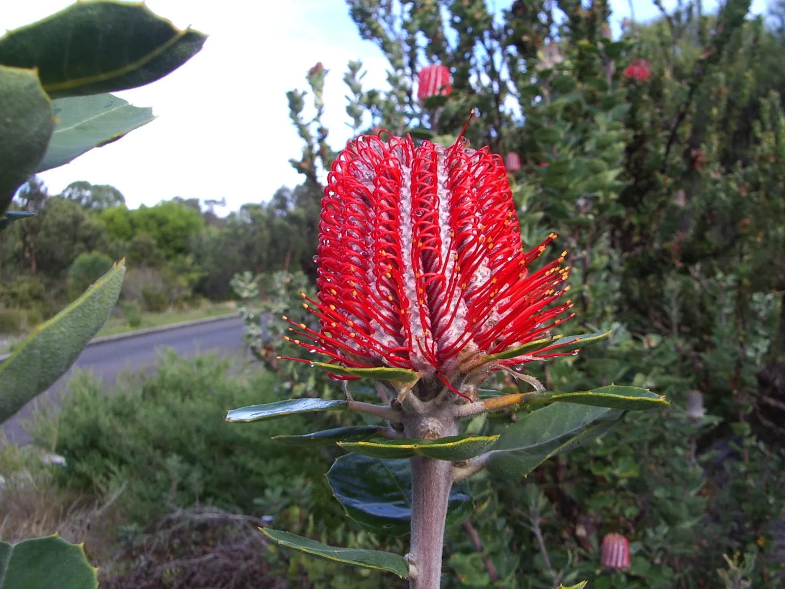 Banksia (Banksia Cvs.) — Banksias demand minimal maintenance and offer year-round interest through unique foliage and blooms; which can range in color from a