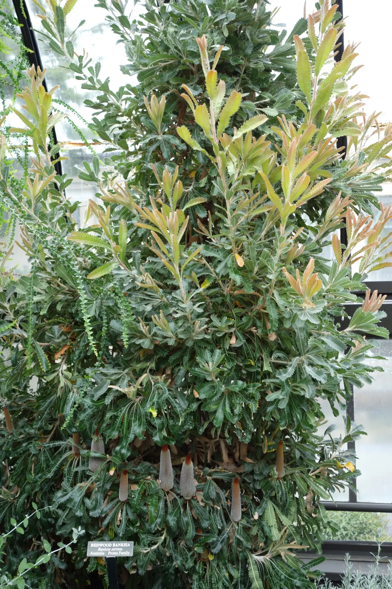 Banksia (Banksia Cvs.) — This diverse plant includes many varieties; from low-growing shrubs of approximately 3 feet in height and spread, image 60