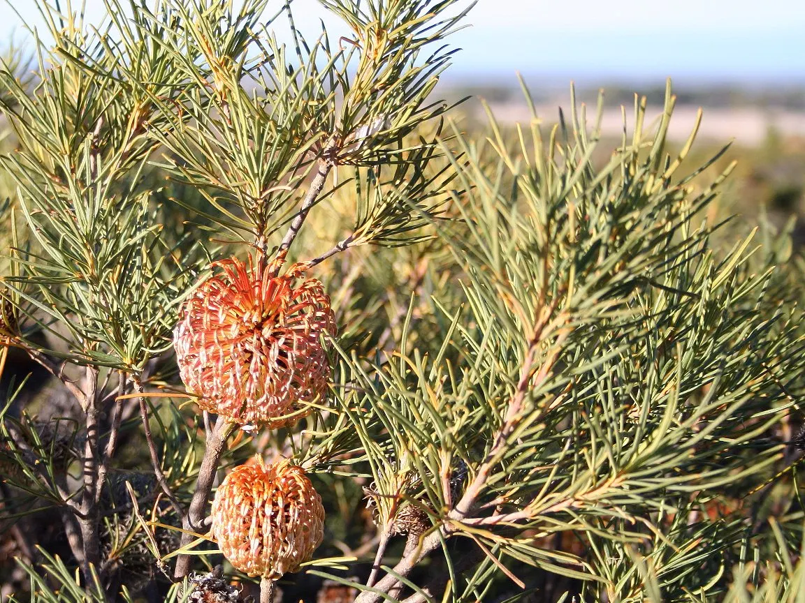 Banksia (Banksia Cvs.) — particularly nectar-feeding birds.<br><br>Mature Banksia plants can range dramatically in size; revered for its distinctive